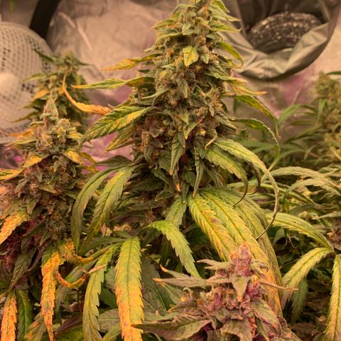 Sour Diesel growlog timeline photo