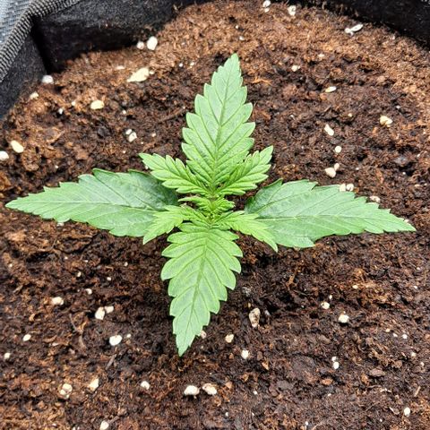 Auto Gorilla Glue PP growlog timeline photo