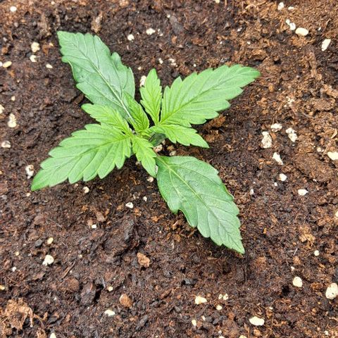 Lemon Haze Auto PP growlog timeline photo