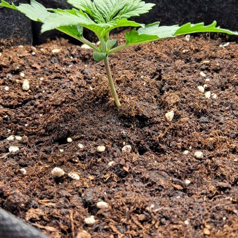 Auto Gorilla Glue PP growlog timeline photo