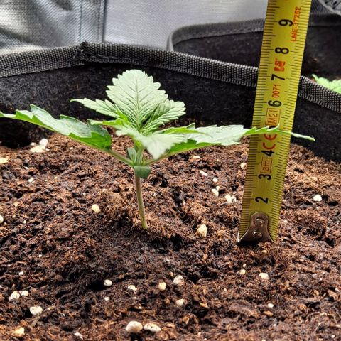 Auto Gorilla Glue PP growlog timeline photo