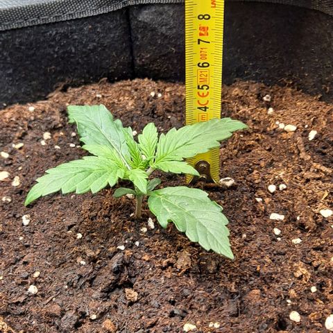 Lemon Haze Auto PP growlog timeline photo