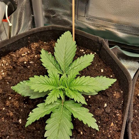 Auto Gorilla Glue PP growlog timeline photo