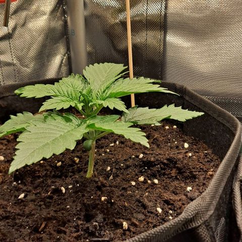Auto Gorilla Glue PP growlog timeline photo
