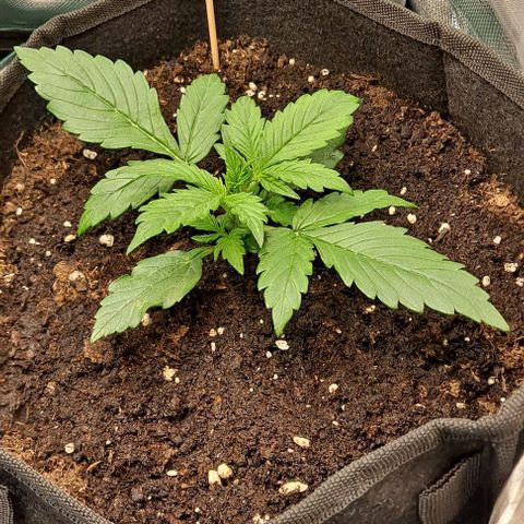 Lemon Haze Auto PP growlog timeline photo
