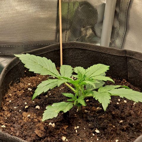 Lemon Haze Auto PP growlog timeline photo