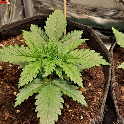 Auto Gorilla Glue PP growlog timeline photo