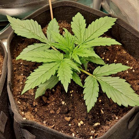 Lemon Haze Auto PP growlog timeline photo