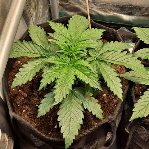 Auto Gorilla Glue PP growlog timeline photo