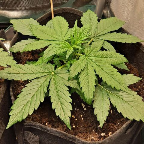 Lemon Haze Auto PP growlog timeline photo