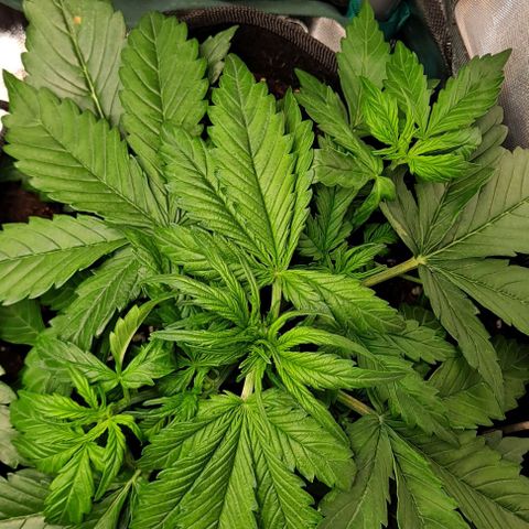 Lemon Haze Auto PP growlog timeline photo