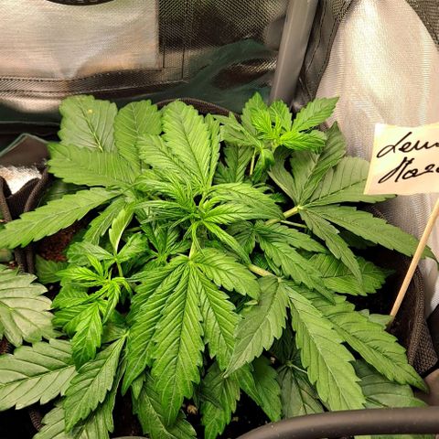 Lemon Haze Auto PP growlog timeline photo