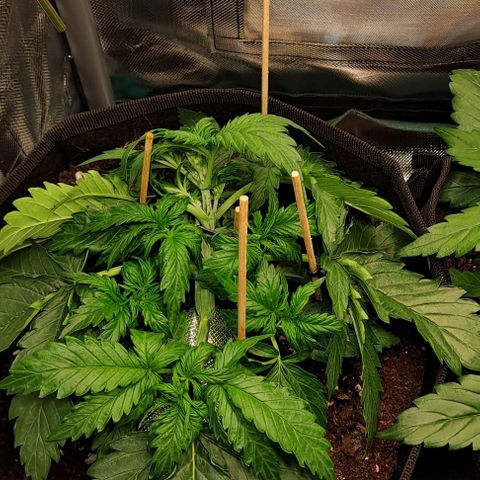 Auto Gorilla Glue PP growlog timeline photo