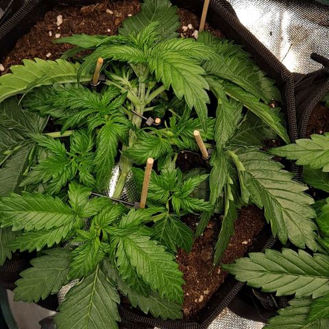 Auto Gorilla Glue PP growlog timeline photo