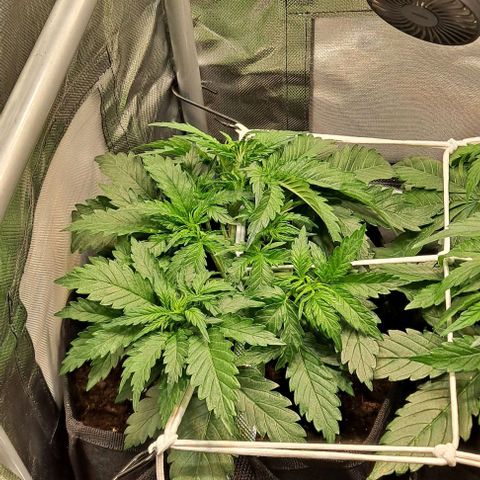 Auto Gorilla Glue PP growlog timeline photo