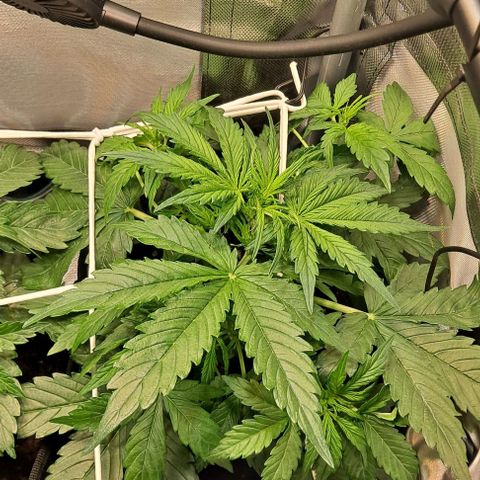 Lemon Haze Auto PP growlog timeline photo