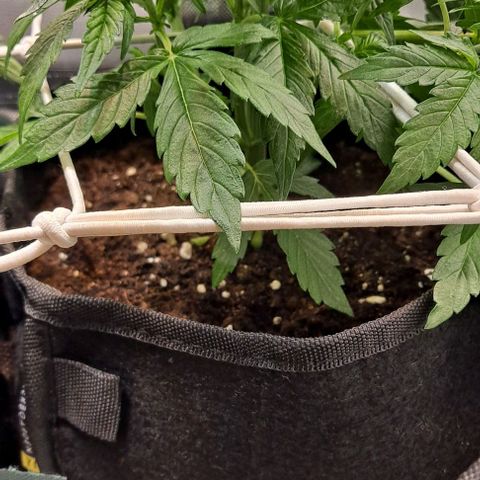Lemon Haze Auto PP growlog timeline photo