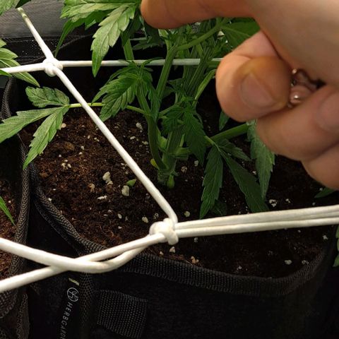 Lemon Haze Auto PP growlog timeline photo