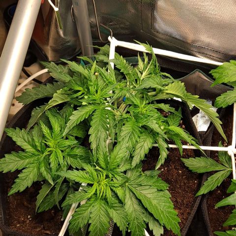 Auto Gorilla Glue PP growlog timeline photo