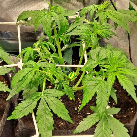 Lemon Haze Auto PP growlog timeline photo
