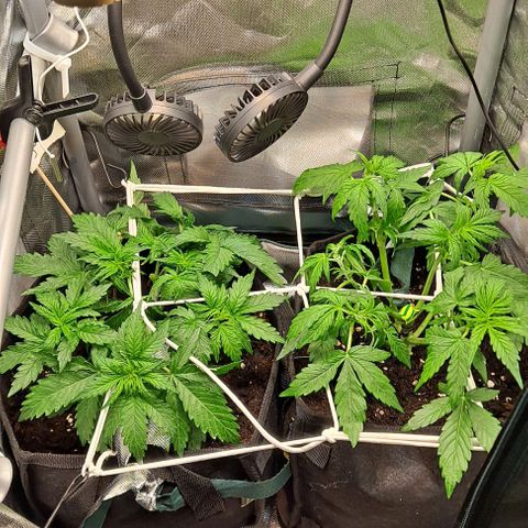Lemon Haze Auto PP growlog timeline photo