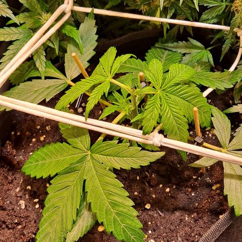 +Speed Auto growlog timeline photo