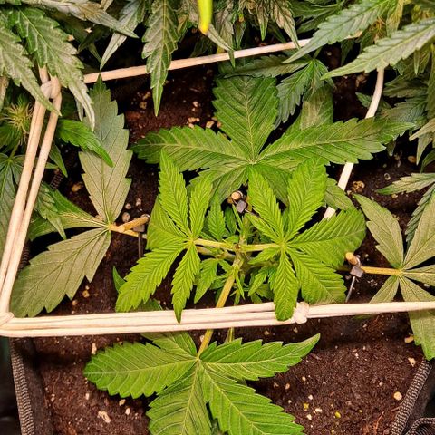 +Speed Auto growlog timeline photo