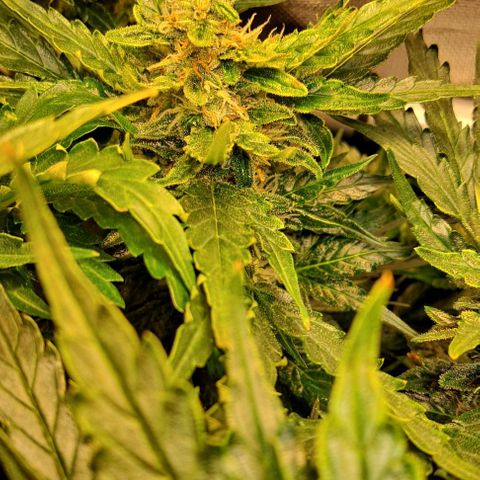 Auto Gorilla Glue PP growlog timeline photo