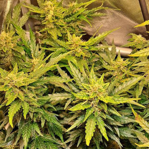 Auto Gorilla Glue PP growlog timeline photo