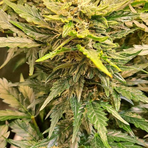 Auto Gorilla Glue PP growlog timeline photo