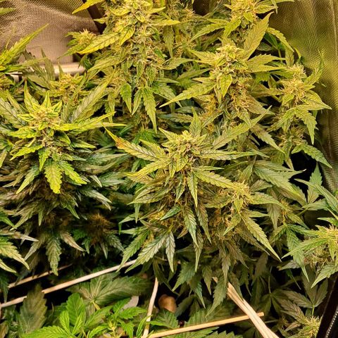 Lemon Haze Auto PP growlog timeline photo