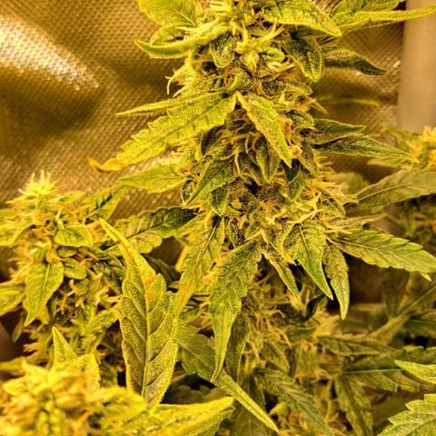 Lemon Haze Auto PP growlog timeline photo