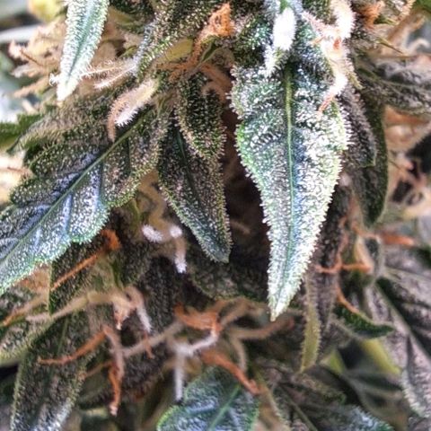 Lemon Haze Auto PP growlog timeline photo