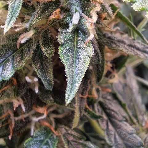 Lemon Haze Auto PP growlog timeline photo