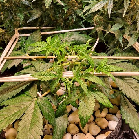+Speed Auto growlog timeline photo