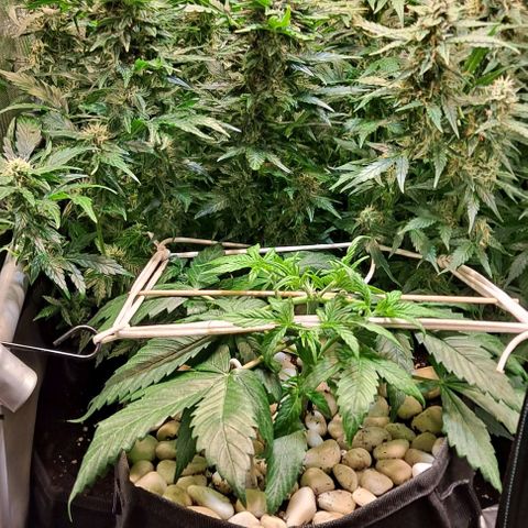 +Speed Auto growlog timeline photo