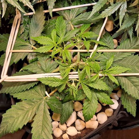 +Speed Auto growlog timeline photo