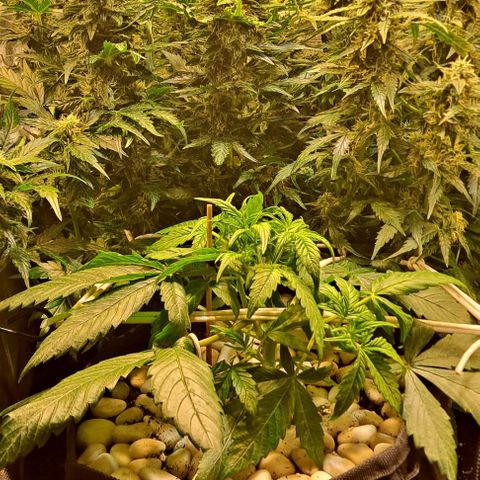 +Speed Auto growlog timeline photo