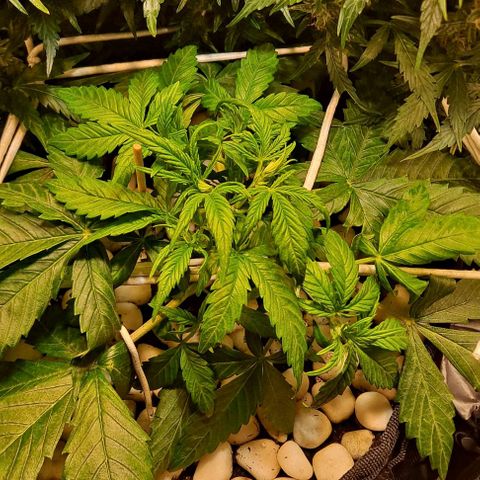+Speed Auto growlog timeline photo