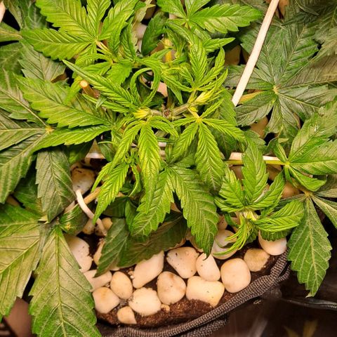 +Speed Auto growlog timeline photo