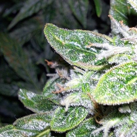 Lemon Haze Auto PP growlog timeline photo