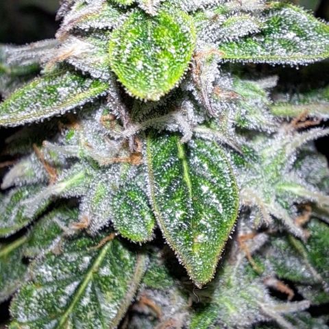 Lemon Haze Auto PP growlog timeline photo