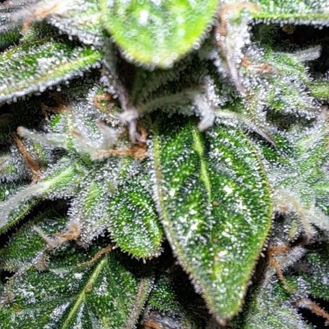 Lemon Haze Auto PP growlog timeline photo