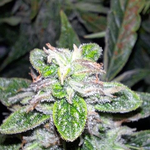 Lemon Haze Auto PP growlog timeline photo
