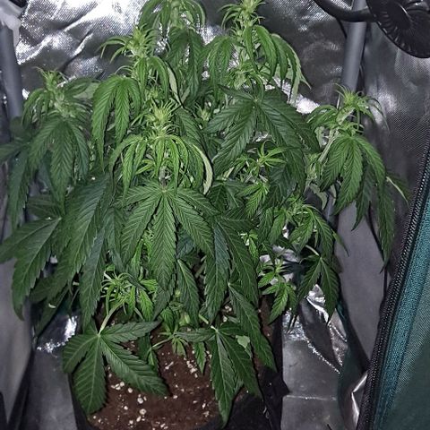 +Speed Auto growlog timeline photo