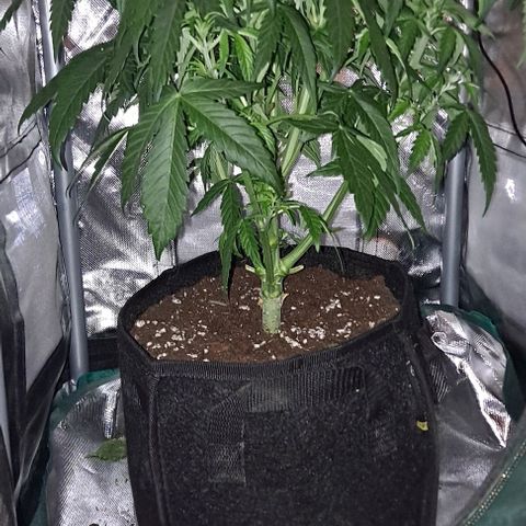 +Speed Auto growlog timeline photo