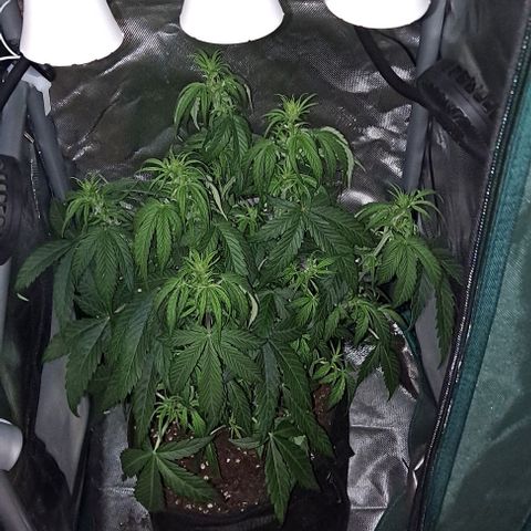 +Speed Auto growlog timeline photo