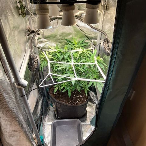 +Speed Auto growlog timeline photo