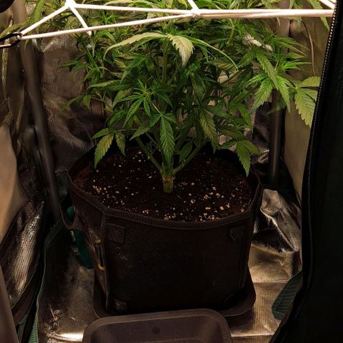 +Speed Auto growlog timeline photo