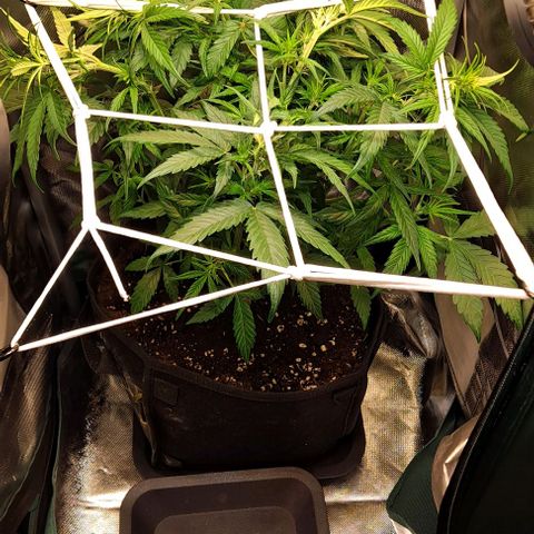 +Speed Auto growlog timeline photo